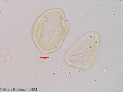 Chlorophytum malabaricum - lame n° 3932