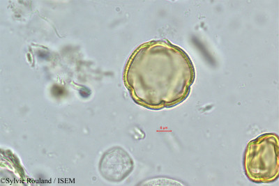 Sylvie.Rouland/Choerospondias_axillaris_274/Choerospondias_axillaris_274_0001(copy)_thumb.jpg