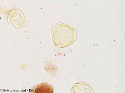 Sylvie.Rouland/Chomelia_asiatica_4020/Chomelia_asiatica_4020_0001(copy)_thumb.jpg