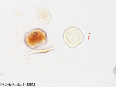 Chomelia asiatica - lame n° 4020