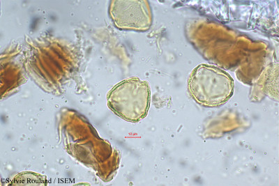 Chomelia asiatica - lame n° 5307