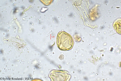 Chomelia asiatica - lame n° 5307