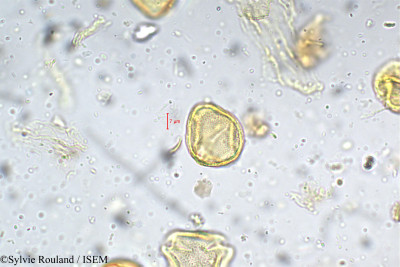 Chomelia asiatica - lame n° 5307