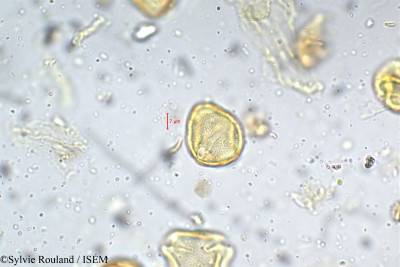 Chomelia asiatica - lame n° 5307