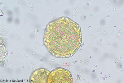 Chrozophora rottleri - lame n° 5679