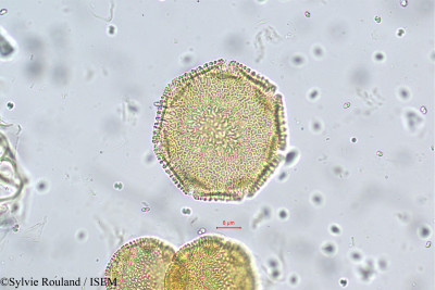 Chrozophora rottleri - lame n° 5679