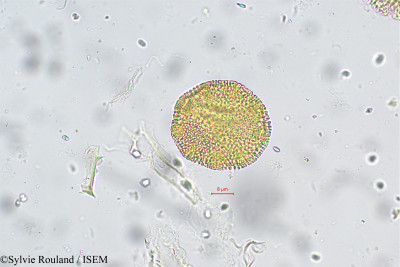 Chrozophora rottleri - lame n° 5679