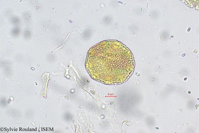 Chrozophora rottleri - lame n° 5679