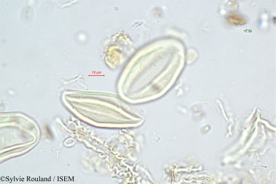 Sylvie.Rouland/Chrysalidocarpus_arenarum_350/Chrysalidocarpus_arenarum_350_0001(copy)_thumb.jpg