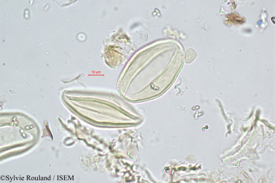 Chrysalidocarpus arenarum - lame n° 350