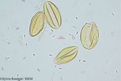 Sylvie.Rouland/Chrysalidocarpus_brevinodis_358/Chrysalidocarpus_brevinodis_358_0001(copy)_thumb.jpg