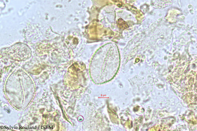 Chrysalidocarpus fibrosus - lame n° 352