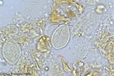 Chrysalidocarpus fibrosus - lame n° 352
