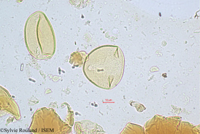 Sylvie.Rouland/Chrysalidocarpus_lanceolatus_355/Chrysalidocarpus_lanceolatus_355_0001(copy)_thumb.jpg