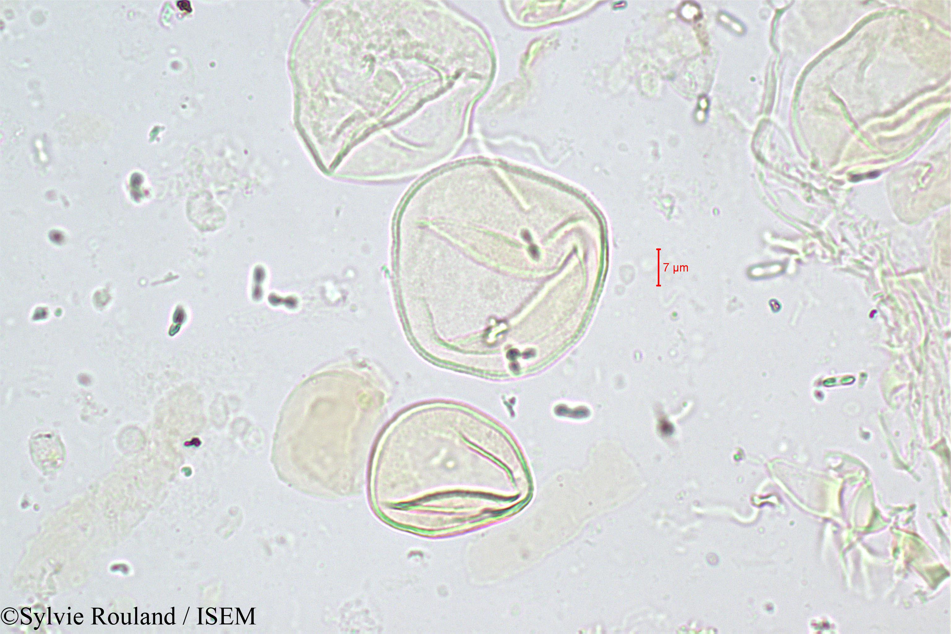 Sylvie.Rouland/Chrysalidocarpus_mananjarensis_347/Chrysalidocarpus_mananjarensis_347_0001(copy).jpg
