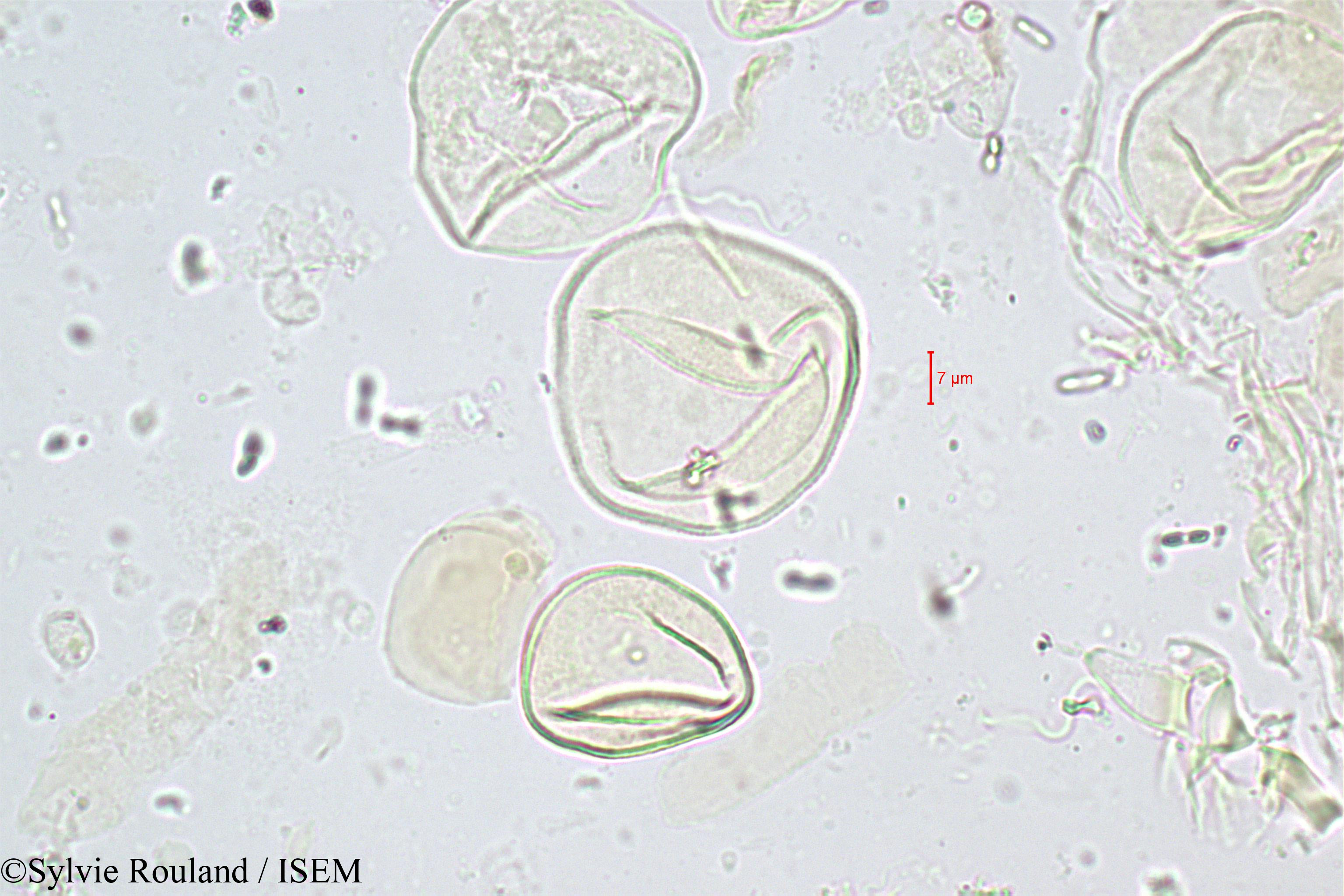 Sylvie.Rouland/Chrysalidocarpus_mananjarensis_347/Chrysalidocarpus_mananjarensis_347_0002(copy).jpg