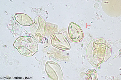 Chrysalidocarpus mananjarensis - lame n° 347