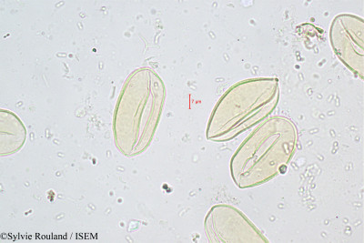Sylvie.Rouland/Chrysalidocarpus_oleraceus_359/Chrysalidocarpus_oleraceus_359_0001(copy)_thumb.jpg