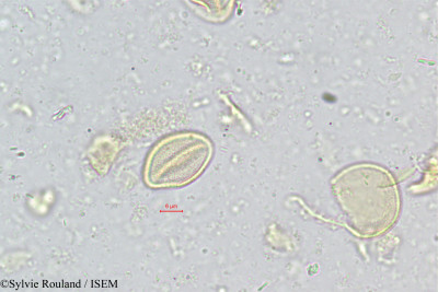 Chrysalidocarpus rivularis - lame n° 344