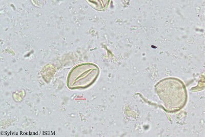 Chrysalidocarpus rivularis - lame n° 344