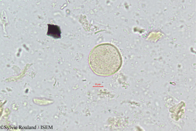 Chrysalidocarpus rivularis - lame n° 344