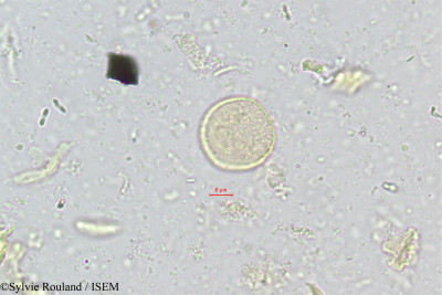 Chrysalidocarpus rivularis - lame n° 344