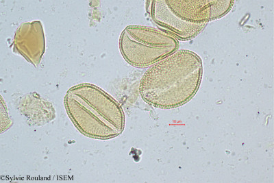 Sylvie.Rouland/Chrysalidocarpus_ruber_354/Chrysalidocarpus_ruber_354_0001(copy)_thumb.jpg