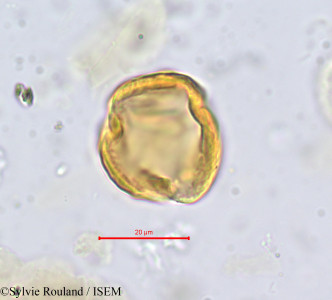 Chrysobalanus icaco - lame n° 701