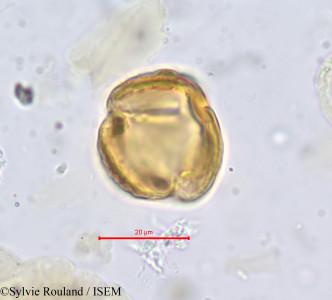 Chrysobalanus icaco - lame n° 701