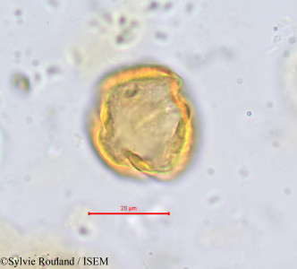 Chrysobalanus icaco - lame n° 701