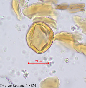 Sylvie.Rouland/Chrysobalanus_orbicularis_702/Chrysobalanus_orbicularis_702_0001(copy)_thumb.jpg