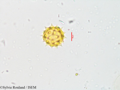 Chrysogonum madagascariensis - lame n° 3546