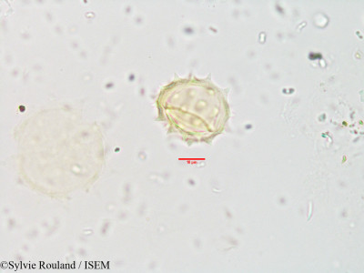 Chrysogonum madagascariensis - lame n° 3546