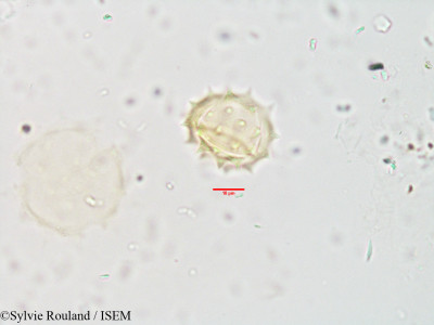 Chrysogonum madagascariensis - lame n° 3546