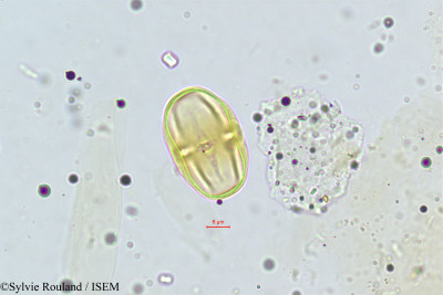Sylvie.Rouland/Chrysophyllum_africanum_251/Chrysophyllum_africanum_251_0001(copy)_thumb.jpg