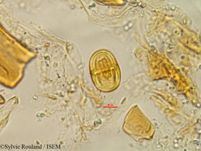 Chrysophyllum boivinianum - lame n° 1478