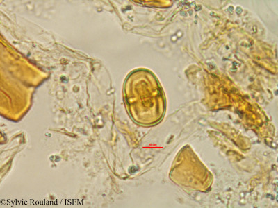 Chrysophyllum boivinianum - lame n° 1478