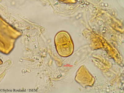 Chrysophyllum boivinianum - lame n° 1478