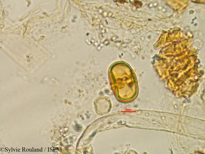 Chrysophyllum boivinianum - lame n° 1478