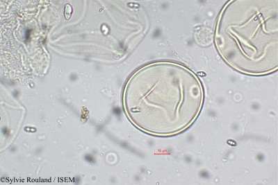 Sylvie.Rouland/Chrysopogon_zeylanicus_5514/Chrysopogon_zeylanicus_5514_0001(copy)_thumb.jpg