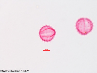 Sylvie.Rouland/Chrysothamnus_graveolens_4322/Chrysothamnus_graveolens_4322_0001(copy)_thumb.jpg