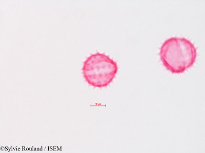Chrysothamnus graveolens - lame n° 4322