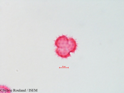 Chrysothamnus graveolens - lame n° 4322