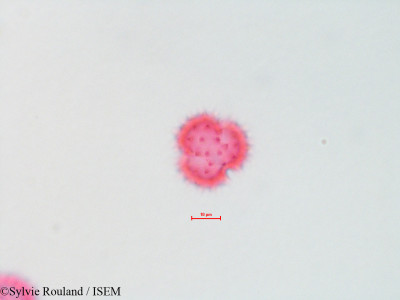 Chrysothamnus graveolens - lame n° 4322