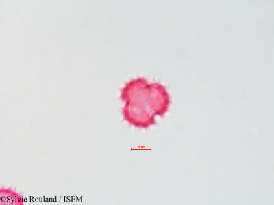 Chrysothamnus graveolens - lame n° 4322