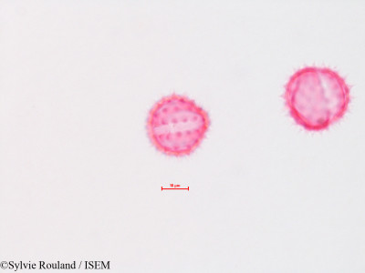 Chrysothamnus graveolens - lame n° 4322