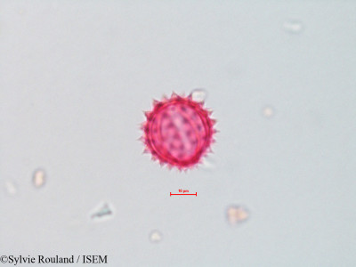 Sylvie.Rouland/Chrysothamnus_nauseosus_4323/Chrysothamnus_nauseosus_4323_0001(copy)_thumb.jpg