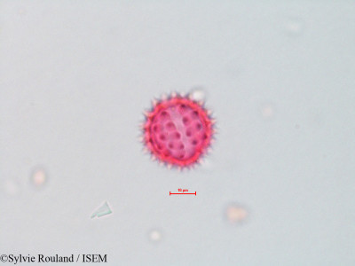 Chrysothamnus nauseosus - lame n° 4323