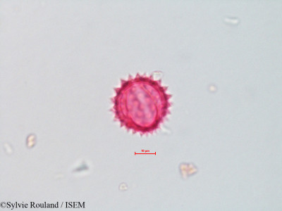 Chrysothamnus nauseosus - lame n° 4323