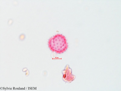 Chrysothamnus nauseosus - lame n° 4323